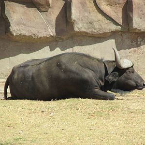 cape buffalo san juan de aragon zoo