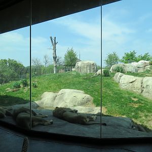 Giants of the Savanna - Serengeti Grill - View of African Lion Exhibit