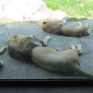 Giants of the Savanna - Serengeti Grill - View of African Lion Exhibit