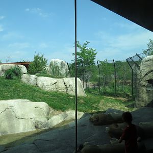 Giants of the Savanna - Serengeti Grill - View of African Lion Exhibit