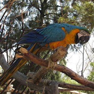 blue and yellow macaw san juan de aragon zoo