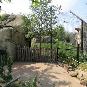 Giants of the Savanna - African Lion Exhibit