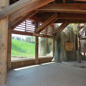 Giants of the Savanna - African Lion Exhibit