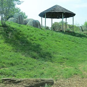 Giants of the Savanna - African Lion Exhibit