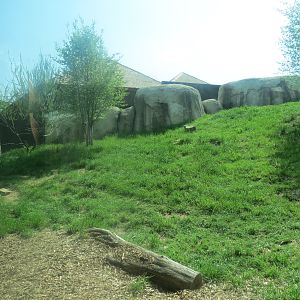 Giants of the Savanna - African Lion Exhibit