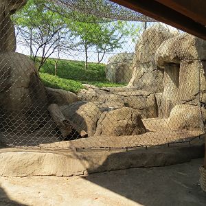 Giants of the Savanna - Predator/Keeper Encounter Exhibit