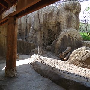 Giants of the Savanna - Predator/Keeper Encounter Exhibit