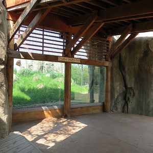 Giants of the Savanna - Cheetah Exhibit