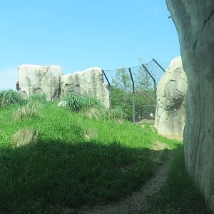 Giants of the Savanna - Cheetah Exhibit