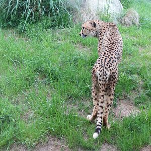 Giants of the Savanna - Cheetah Exhibit