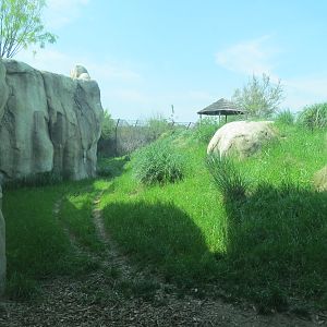 Giants of the Savanna - Cheetah Exhibit