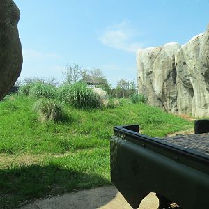 Giants of the Savanna - Cheetah Exhibit