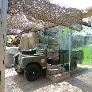 Giants of the Savanna - Cheetah Exhibit