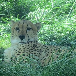 Giants of the Savanna - Cheetah Exhibit