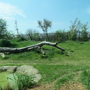 Giants of the Savanna - Cheetah Exhibit