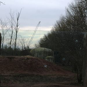 Construction of Islands Chester Zoo 8 March 2014