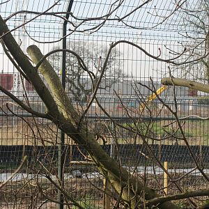 Construction of Islands Chester Zoo 8 March 2014