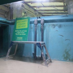 Refurbishment of cichlid tank Chester Zoo 8 March 2014