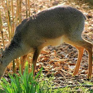 Kirk's dik-dik; Colchester; 9th March 2014