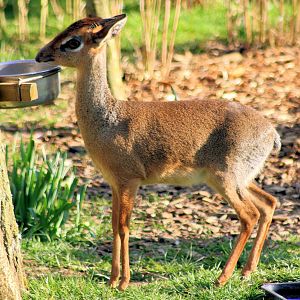 Kirk's dik-dik; Colchester; 9th March 2014