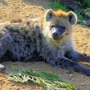 Spotted Hyaena; Colchester; 9th March 2014
