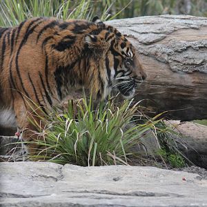 Berani the Sumatran Tiger
