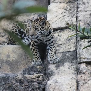 Khan the Jaguar Cub