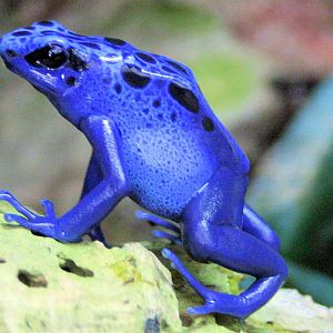 Blue poison arrow frog; Colchester; 9th March 2014