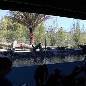 Land of the Tiger - Tiger Exhibit #1