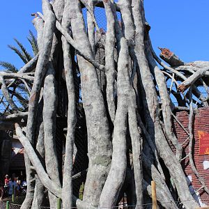 Land of the Tiger - Tiger Trails - Fig Tree