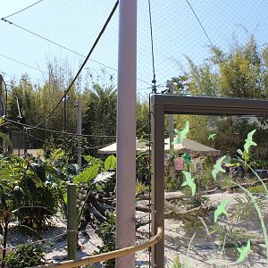 Land of the Tiger - Wreathed Hornbill Exhibit