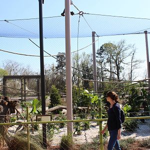 Land of the Tiger - Wrinkled Hornbill Exhibit