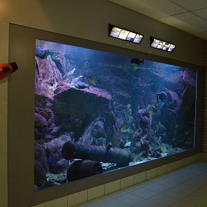 sea bream tank