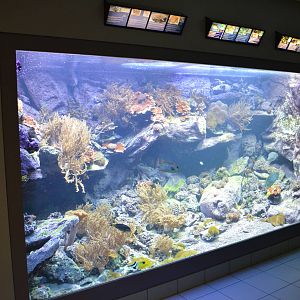 coral reef tank