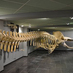 sperm whale skeleton
