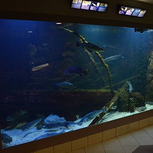 North Sea tank