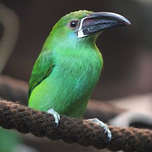 Aulachorhynchus_haematopygus