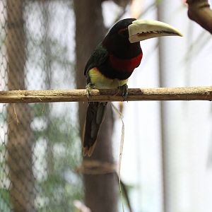 Ivory-billed Aracari