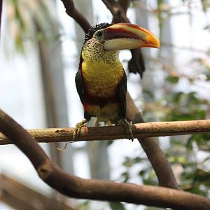 Curly-crested Aracari