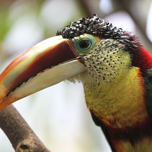 Curly-crested Aracari