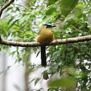 Blue-crowned Motmot