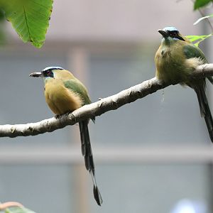 Blue-crowned Motmot