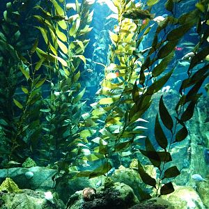 Pacific Kelp Forest Tank