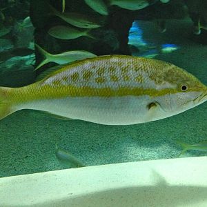 Yellowtail Snapper