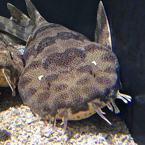 Wobbegong Species?