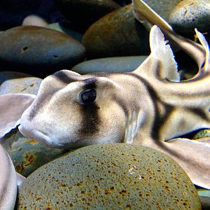 Port Jackson Shark