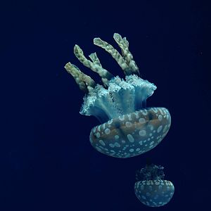 Australian Spotted Jelly