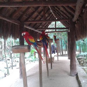 Holding area Scarlet macaws