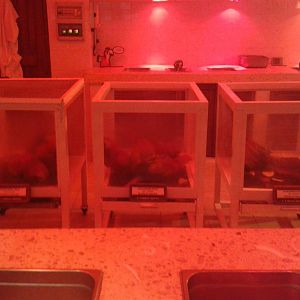 Scarlet macaw hand-raising station