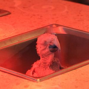 Scarlet macaw in the hand-raising station